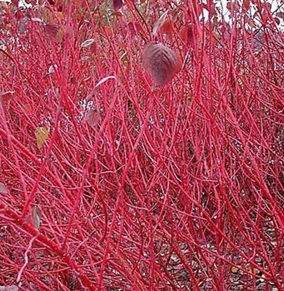 Pépinières Français PF_CORNUS-alb83 CORNUS alba ‘Sibirica’ / Cornouiller blanc 'Sibirica'
