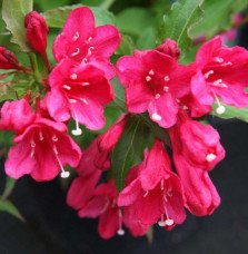 Pépinières Français PF_WEIGELA-Re WEIGELA ‘Red Prince’ / Weigela 'Red Prince'