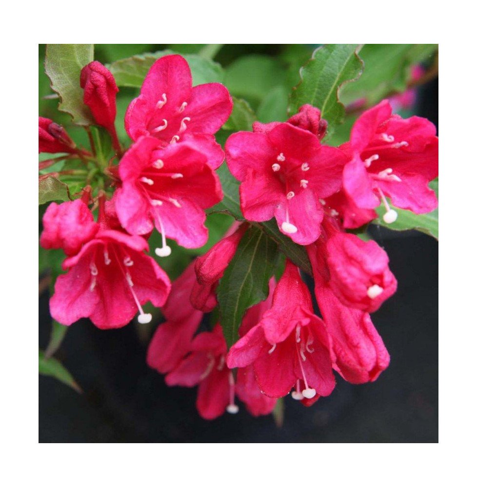 Pépinières Français PF_WEIGELA-Re WEIGELA ‘Red Prince’ / Weigela 'Red Prince'