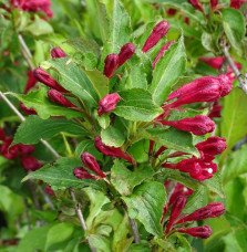 Pépinières Français PF_WEIGELA-Re WEIGELA ‘Red Prince’ / Weigela 'Red Prince'