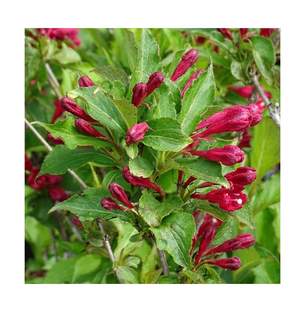 Pépinières Français PF_WEIGELA-Re WEIGELA ‘Red Prince’ / Weigela 'Red Prince'