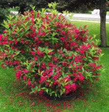 Pépinières Français PF_WEIGELA-Re WEIGELA ‘Red Prince’ / Weigela 'Red Prince'