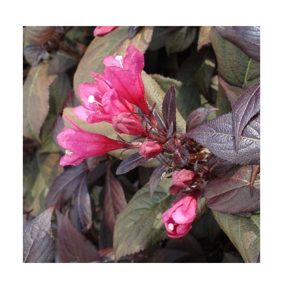 Pépinières Français PF_WEIGELA-fl7 WEIGELA florida 'Alexandra' / Weigela florida 'Alexandra'