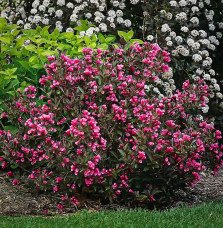 Pépinières Français PF_WEIGELA-fl7 WEIGELA florida 'Alexandra' / Weigela florida 'Alexandra'