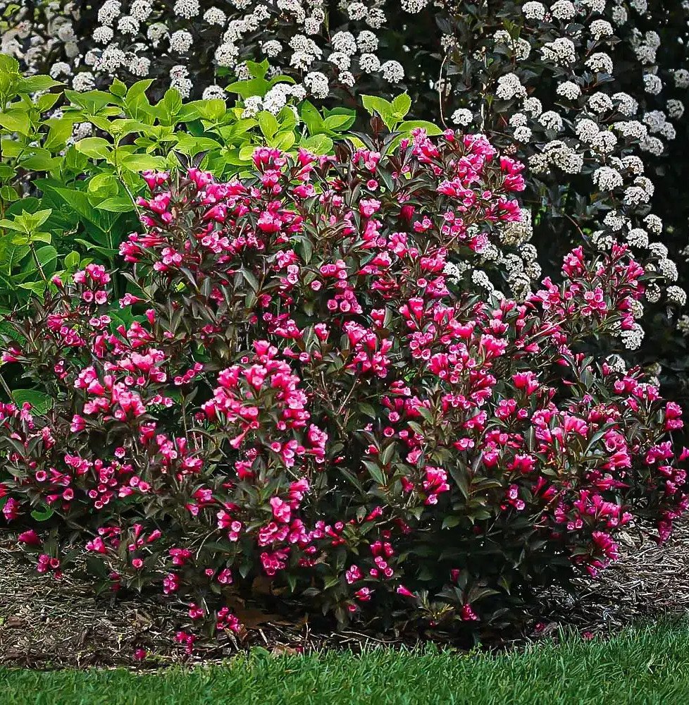 Pépinières Français PF_WEIGELA-fl7 WEIGELA florida 'Alexandra' / Weigela florida 'Alexandra'