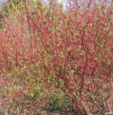 Pépinières Français PF_CORNUS-alb83 CORNUS alba ‘Sibirica’ / Cornouiller blanc 'Sibirica'