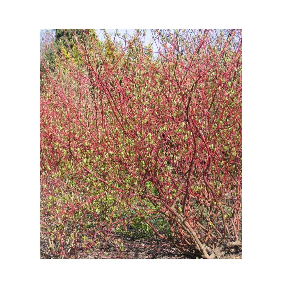 Pépinières Français PF_CORNUS-alb83 CORNUS alba ‘Sibirica’ / Cornouiller blanc 'Sibirica'