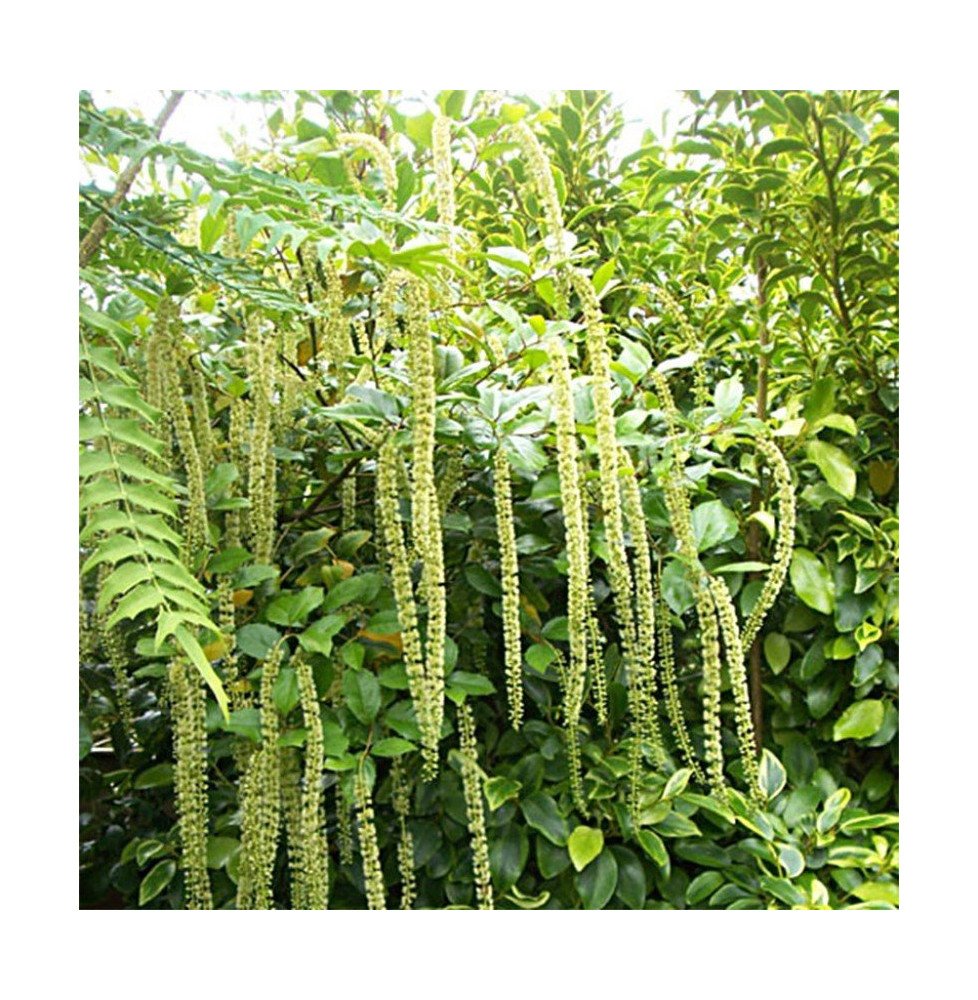 Pépinières Français PF_ITEA-ilici ITEA ilicifolia / Itéa à feuilles de houx