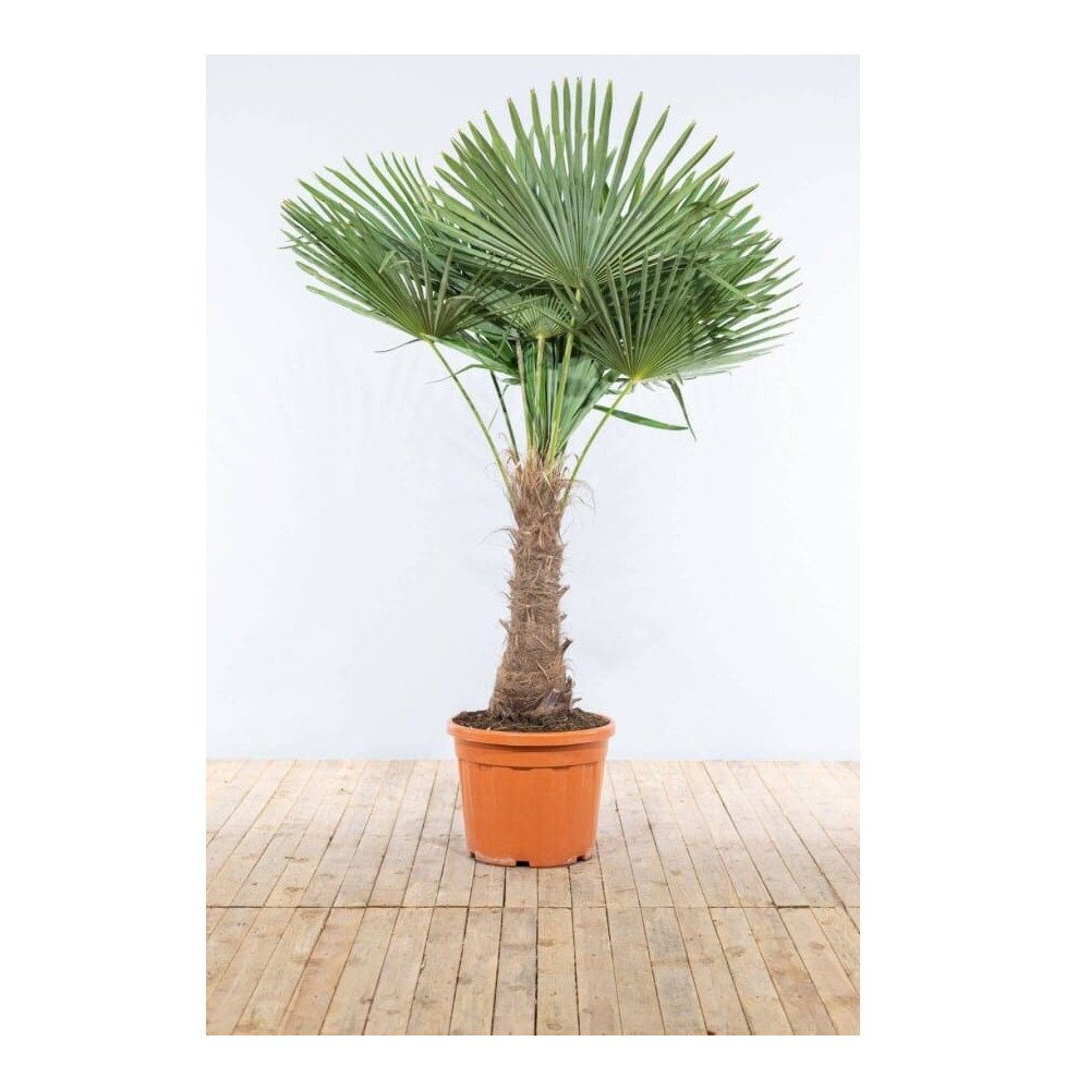 Pépinières Français PF_Palmier-de Palmier de Chine - Trachycarpus fortunei