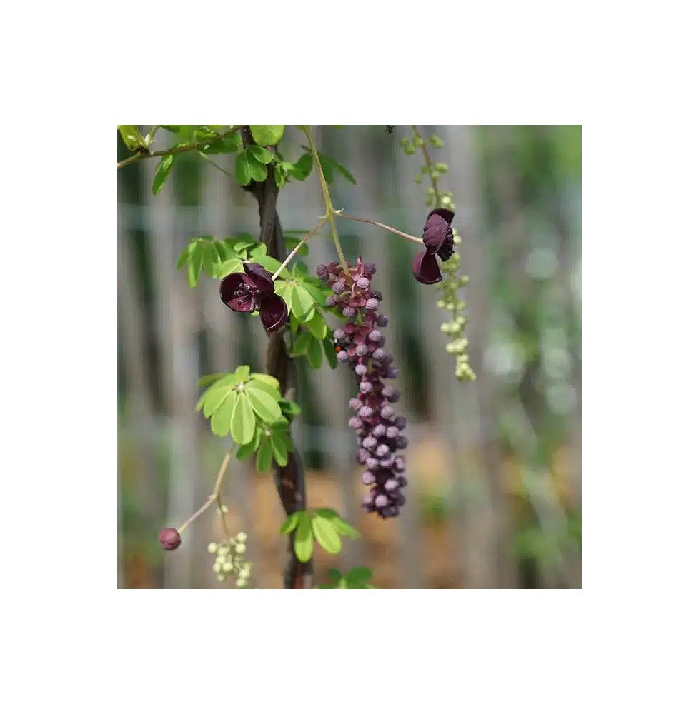 Pépinières Français PF_Akebia-lon Akebia longeracemosa