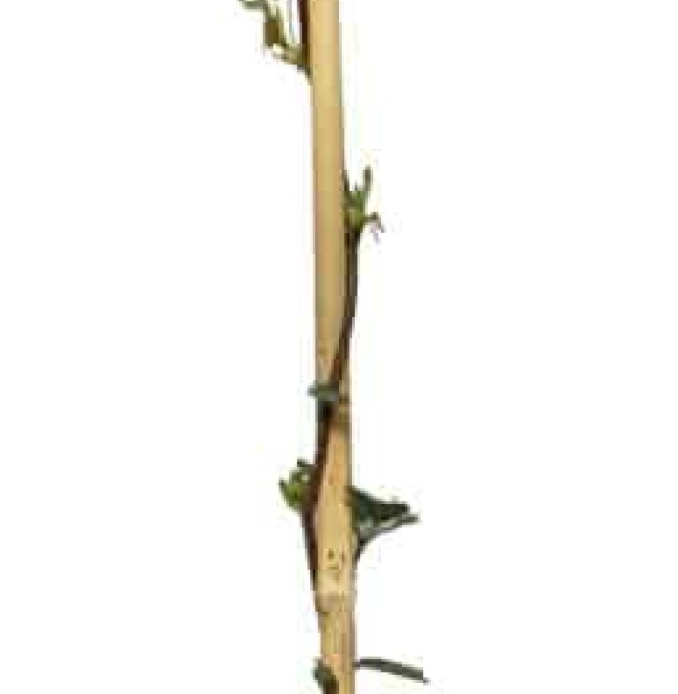 Pépinières Français PF_Akebia-lon Akebia longeracemosa