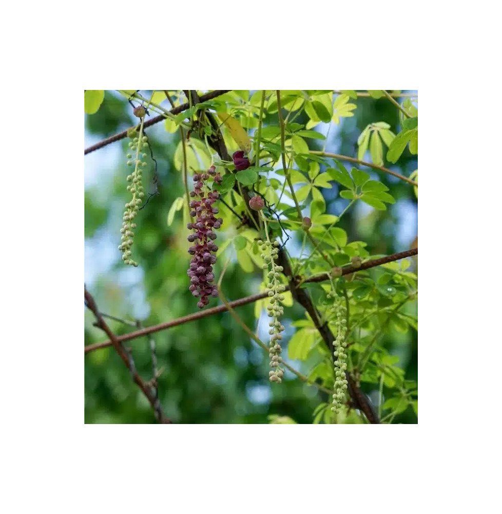 Pépinières Français PF_Akebia-lon Akebia longeracemosa