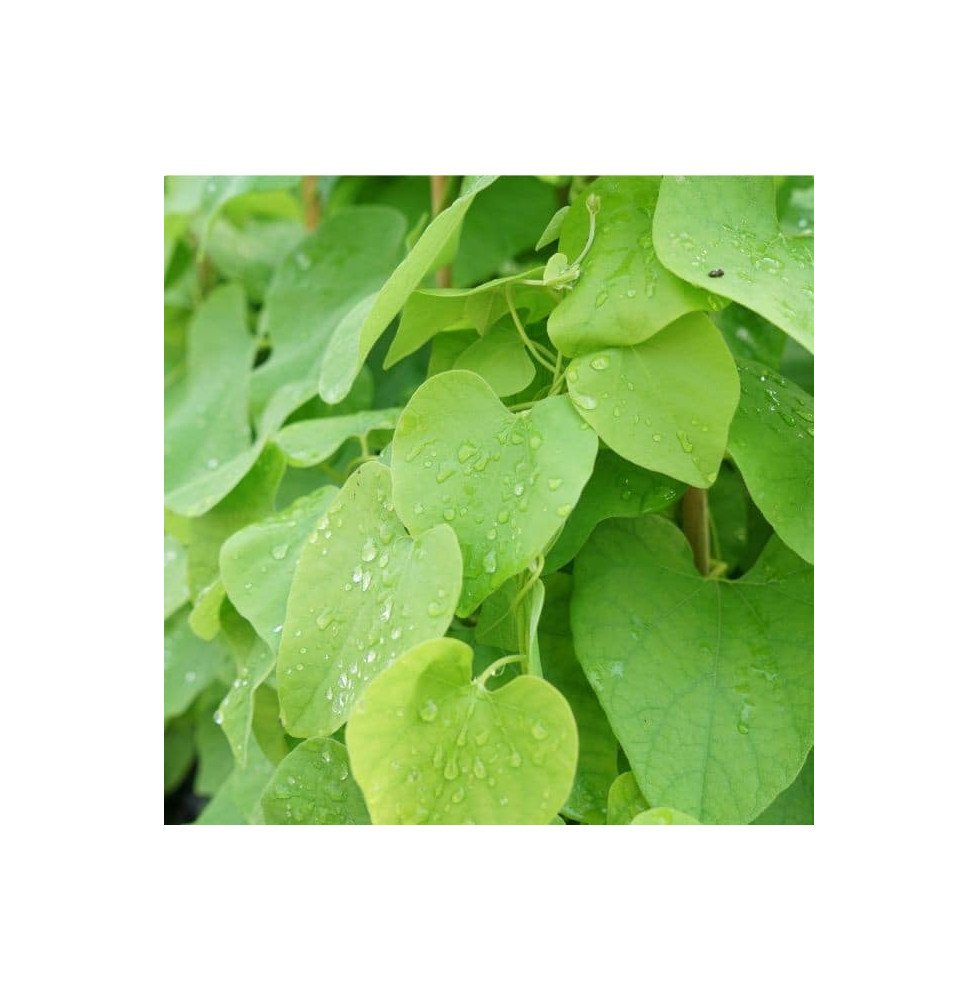 Pépinières Français PF_Aristoloch Aristoloche - aristolochia macrophylla