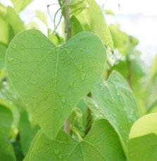 Pépinières Français PF_Aristoloch Aristoloche - aristolochia macrophylla