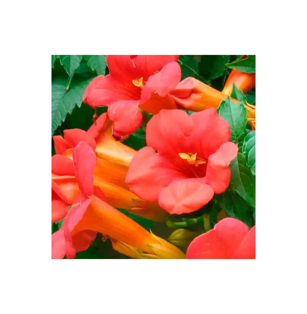 Pépinières Français PF_Bignone-Da Bignone 'Dancing Flames' - campsis tagliabuana
