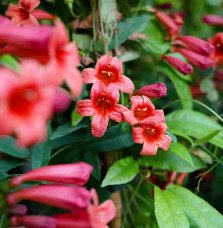 Pépinières Français PF_Bignone-Sp Bignone 'Species Red'- bignonia capreolata