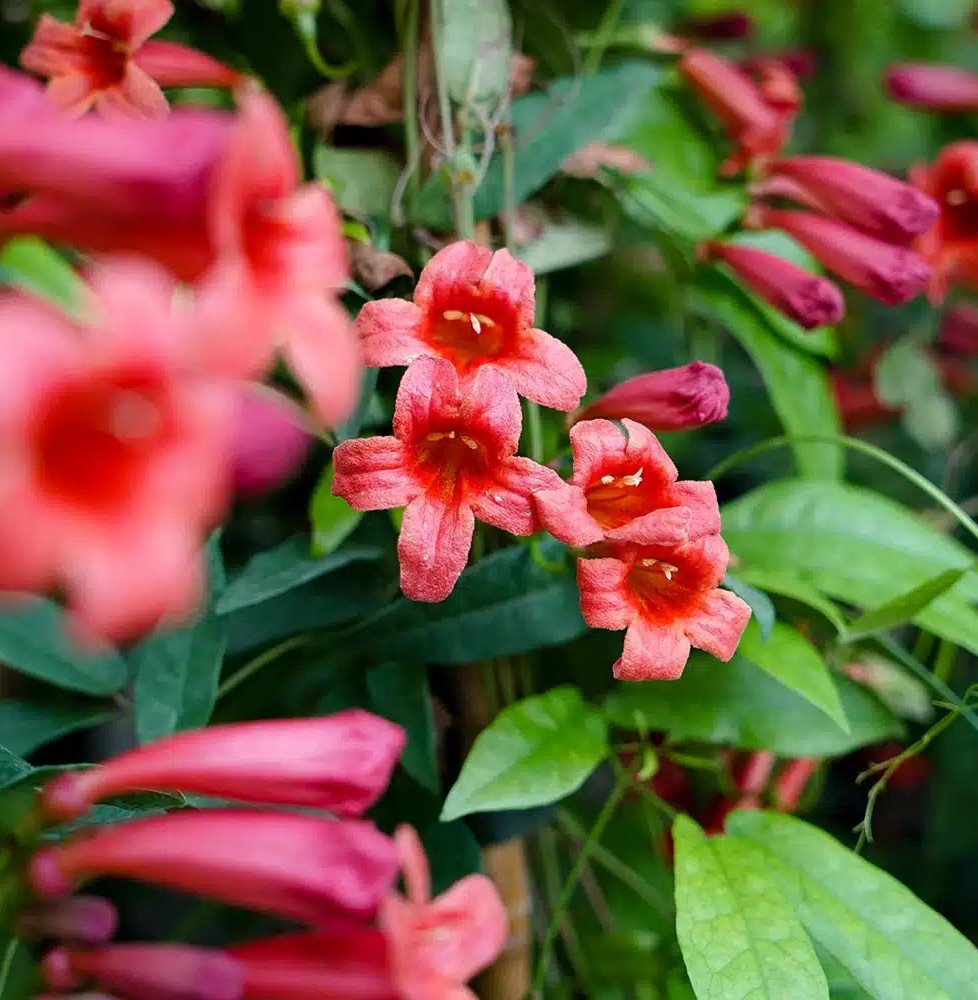 Pépinières Français PF_Bignone-Sp Bignone 'Species Red'- bignonia capreolata