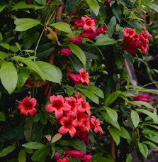 Pépinières Français PF_Bignone-Sp Bignone 'Species Red'- bignonia capreolata