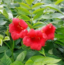 Pépinières Français PF_Bignone-St Bignone 'Stromboli' - campsis radicans