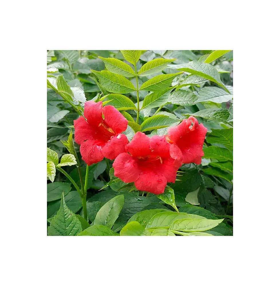 Pépinières Français PF_Bignone-St Bignone 'Stromboli' - campsis radicans