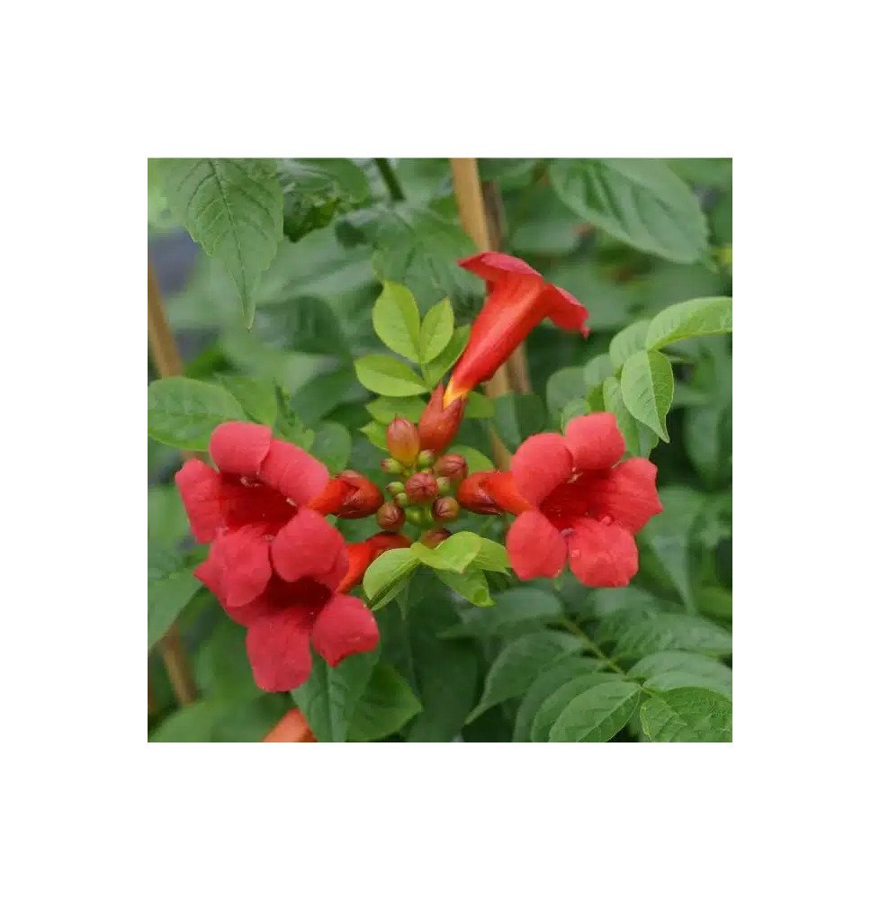 Pépinières Français PF_Bignone-St Bignone 'Stromboli' - campsis radicans