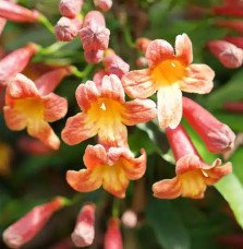 Pépinières Français PF_Bignone-Ta Bignone 'Tangerine Beauty’ - bignonia capreolata