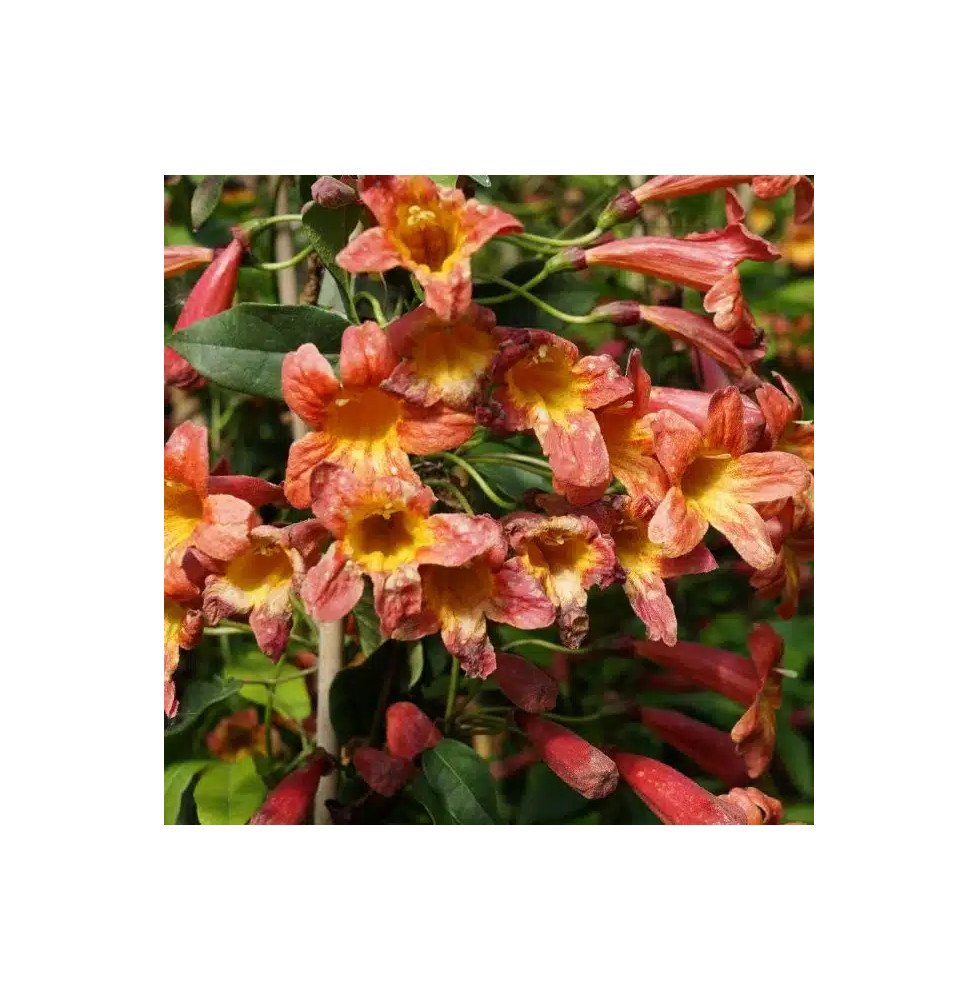Pépinières Français PF_Bignone-Ta Bignone 'Tangerine Beauty’ - bignonia capreolata