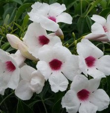Pépinières Français PF_Bignone-fa Bignone faux-jasmin - pandorea jasminoides