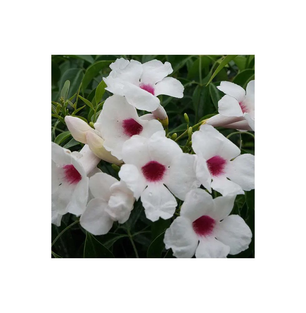 Pépinières Français PF_Bignone-fa Bignone faux-jasmin - pandorea jasminoides
