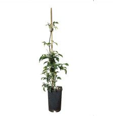 Pépinières Français PF_Bignone-fa Bignone faux-jasmin - pandorea jasminoides