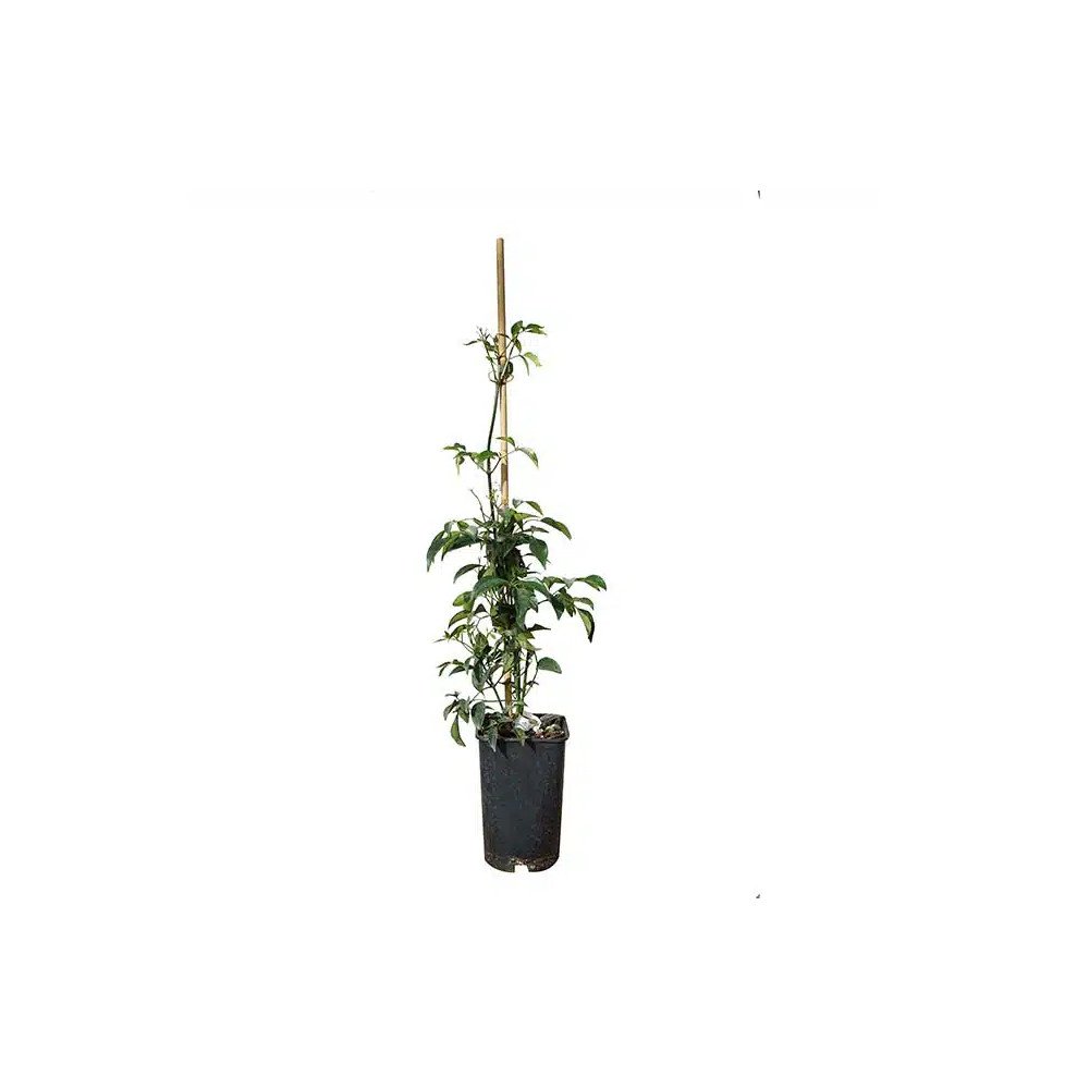 Pépinières Français PF_Bignone-fa Bignone faux-jasmin - pandorea jasminoides