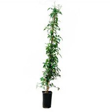 Pépinières Français PF_Bignone-fa Bignone faux-jasmin - pandorea jasminoides
