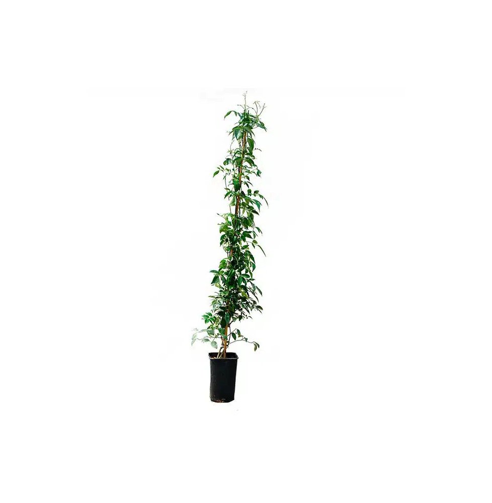 Pépinières Français PF_Bignone-fa Bignone faux-jasmin - pandorea jasminoides