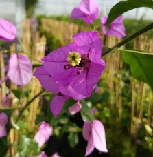 Pépinières Français PF_Bougainvil Bougainvillier 'Violet de Mèze' - bougainvillea
