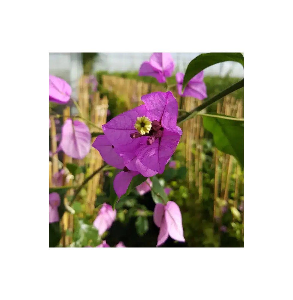 Pépinières Français PF_Bougainvil Bougainvillier 'Violet de Mèze' - bougainvillea