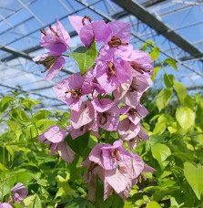 Pépinières Français PF_Bougainvil Bougainvillier 'Violet de Mèze' - bougainvillea