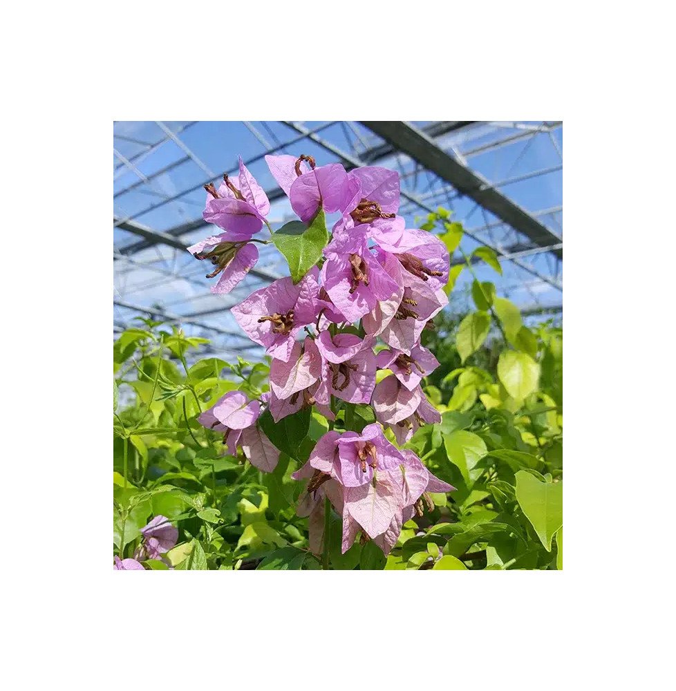 Pépinières Français PF_Bougainvil Bougainvillier 'Violet de Mèze' - bougainvillea