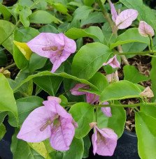 Pépinières Français PF_Bougainvil Bougainvillier 'Violet de Mèze' - bougainvillea