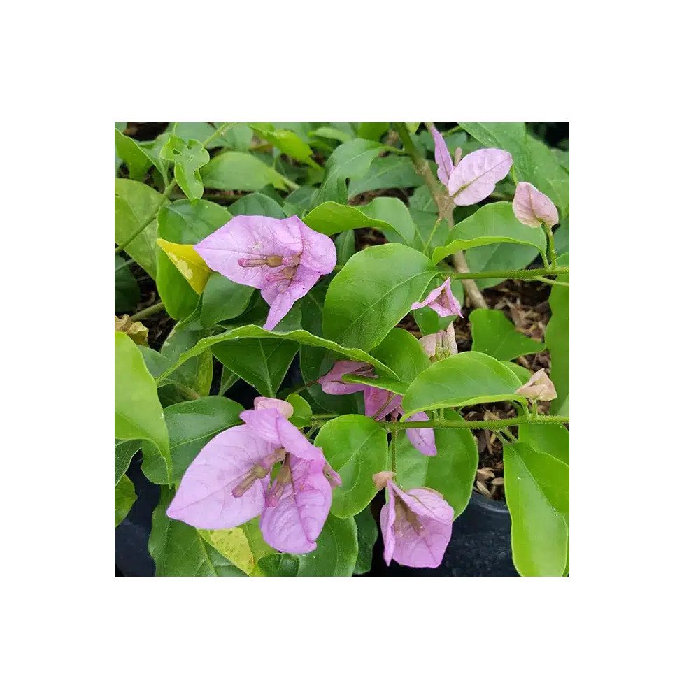 Pépinières Français PF_Bougainvil Bougainvillier 'Violet de Mèze' - bougainvillea