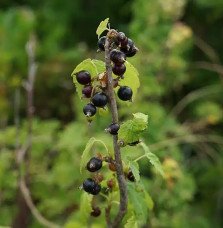 Pépinières Français PF_Cassissier Cassissier 'Andega' - ribes nigrum