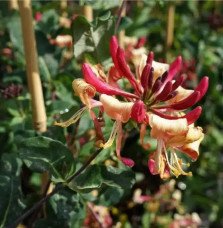 Pépinières Français PF_Chèvrefeui4 Chèvrefeuille 'Caprilia'® Imperial ('Inov86') - lonicera periclymenum