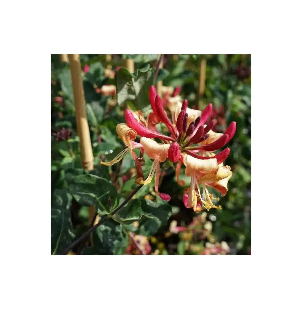 Pépinières Français PF_Chèvrefeui4 Chèvrefeuille 'Caprilia'® Imperial ('Inov86') - lonicera periclymenum