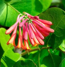 Pépinières Français PF_Chèvrefeui99 Chèvrefeuille 'Dropmore Scarlet' - lonicera x brownii