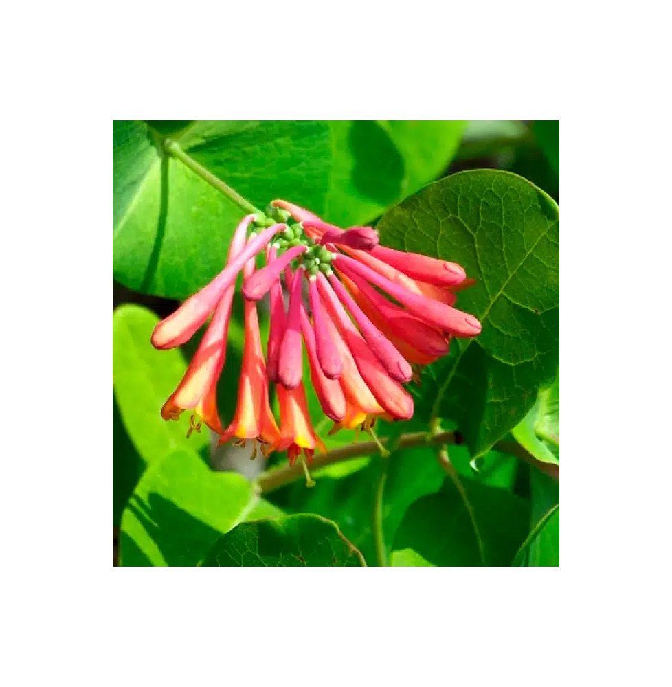 Pépinières Français PF_Chèvrefeui99 Chèvrefeuille 'Dropmore Scarlet' - lonicera x brownii