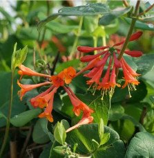 Pépinières Français PF_Chèvrefeui99 Chèvrefeuille 'Dropmore Scarlet' - lonicera x brownii