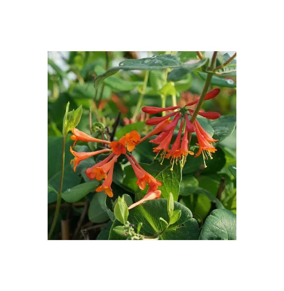 Pépinières Français PF_Chèvrefeui99 Chèvrefeuille 'Dropmore Scarlet' - lonicera x brownii