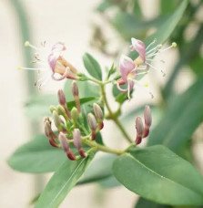 Pépinières Français PF_Chèvrefeui18 Chèvrefeuille de Henryi - lonicera henryi