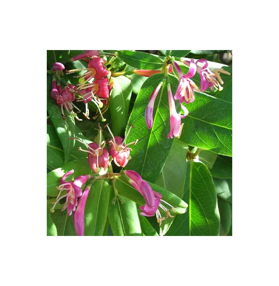 Pépinières Français PF_Chèvrefeui18 Chèvrefeuille de Henryi - lonicera henryi