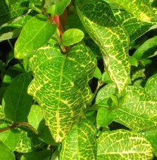 Pépinières Français PF_Chèvrefeui3 Chèvrefeuille du Japon 'Aureoreticulata' - lonicera japonica