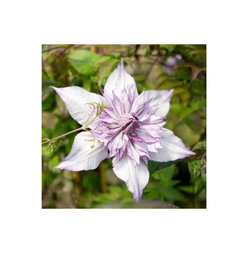 Pépinières Français PF_Clématite21 Clématite "Lady Kyoko" - Clematis florida